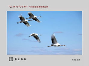 鶴翔新時(shí)代——第七屆鶴文化藝術(shù)節(jié)丹頂鶴主題攝影精品展啟幕
